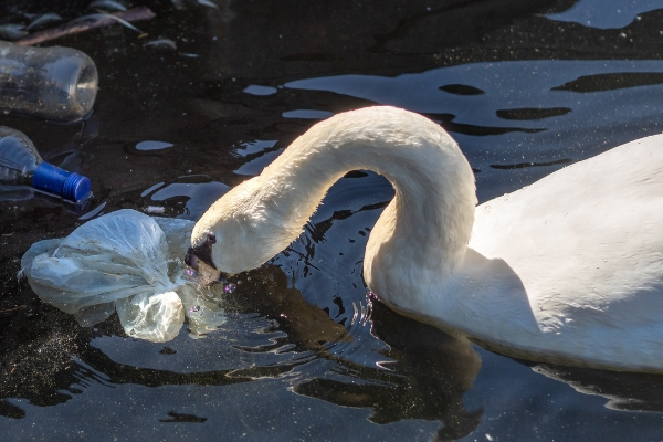 Swan picking trash out of river